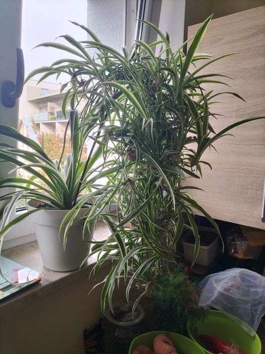 Zielistka szczepki chloropythum