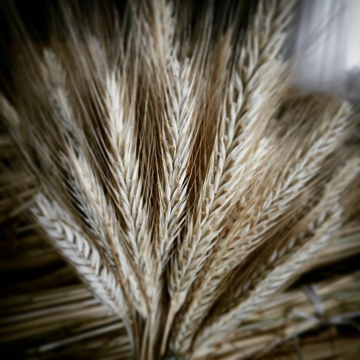 Колоски пшениці без стебел  сухоцвіти для декору та композицій