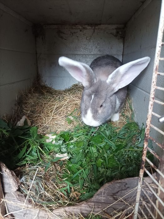 Królik,króliki,Samiec,Samica