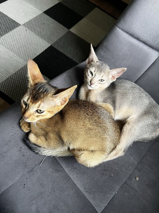 Кошенята абіссинська порода, абби, абиссины