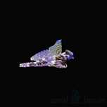 Ryba Synchiropus Ocellatus