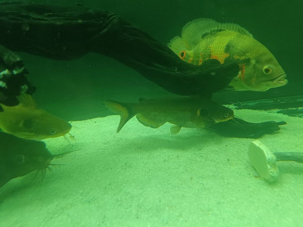 Troco por algum peixe Monster fish mesmo pequeno