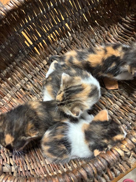 Kotki do adopcji za darmo