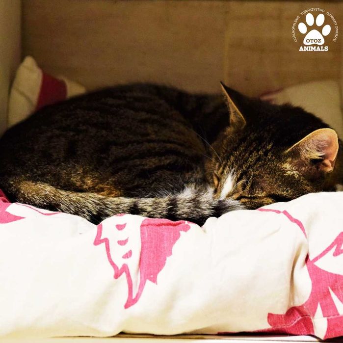 Kochany kocurek do adopcji! Poznajcie Fiflona!