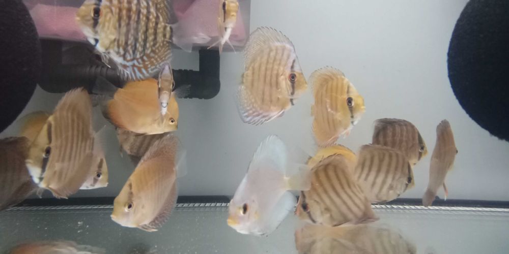 GB Dyskowce blue diamond 4 - 4.5cm