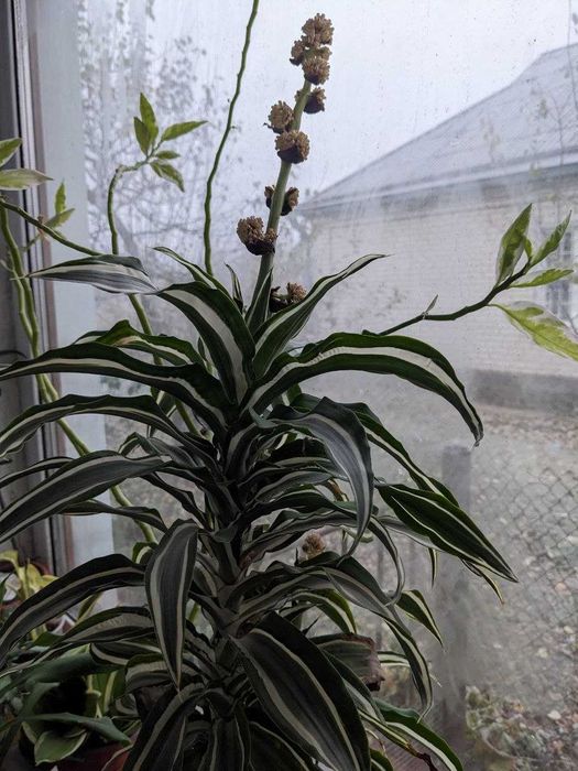 Драцена кімнатна