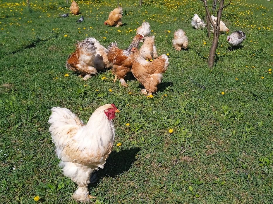 Продам сім'ю Брама лимон