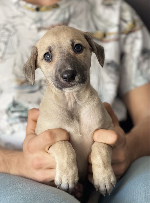 Whippet ZKwP chart angielski extra kolor Revirado FCI