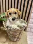 Jack russell terrier