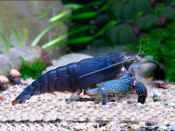 Krewetka gabońska - Atya gabonensis - dowóz, wysyłka