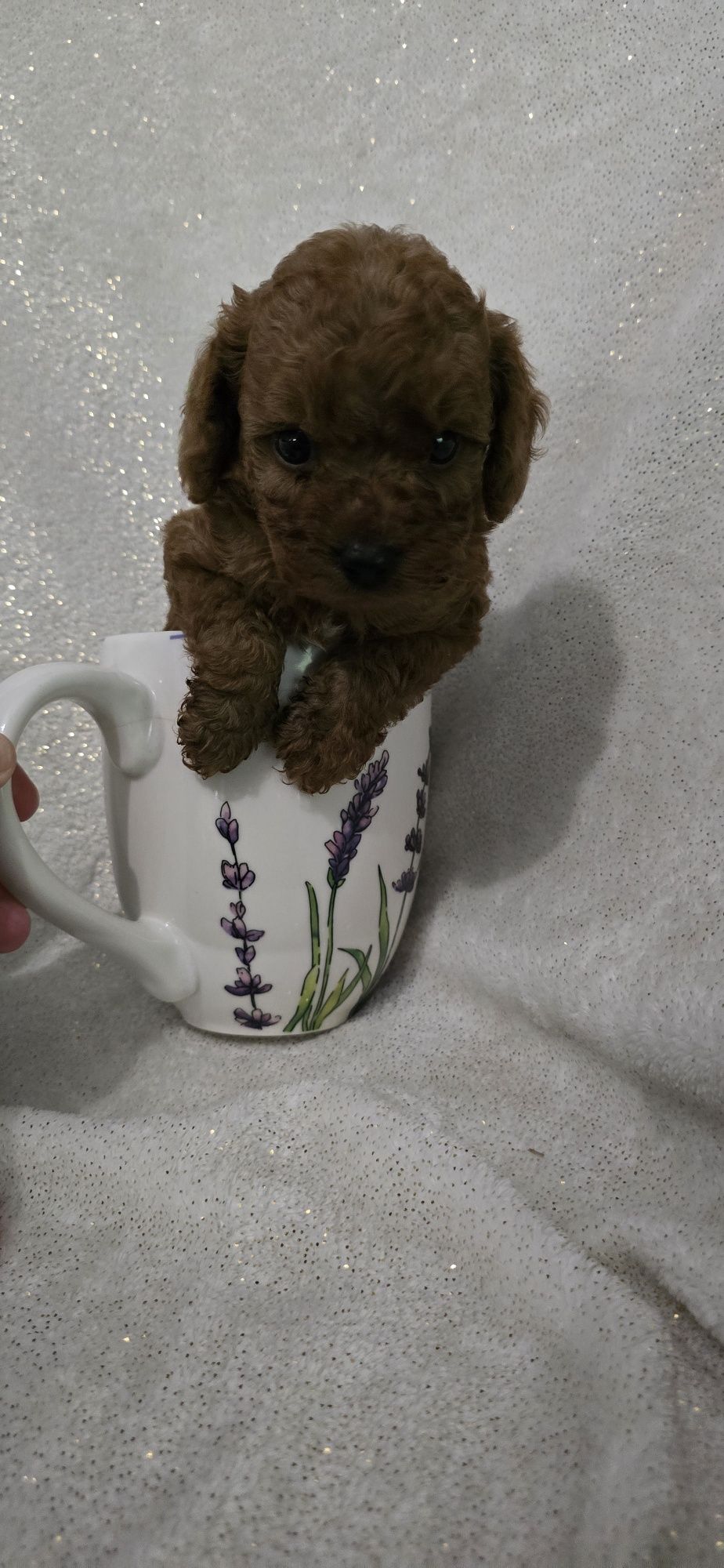 Maltipoo samczyk kolor Red Brown do odbioru
