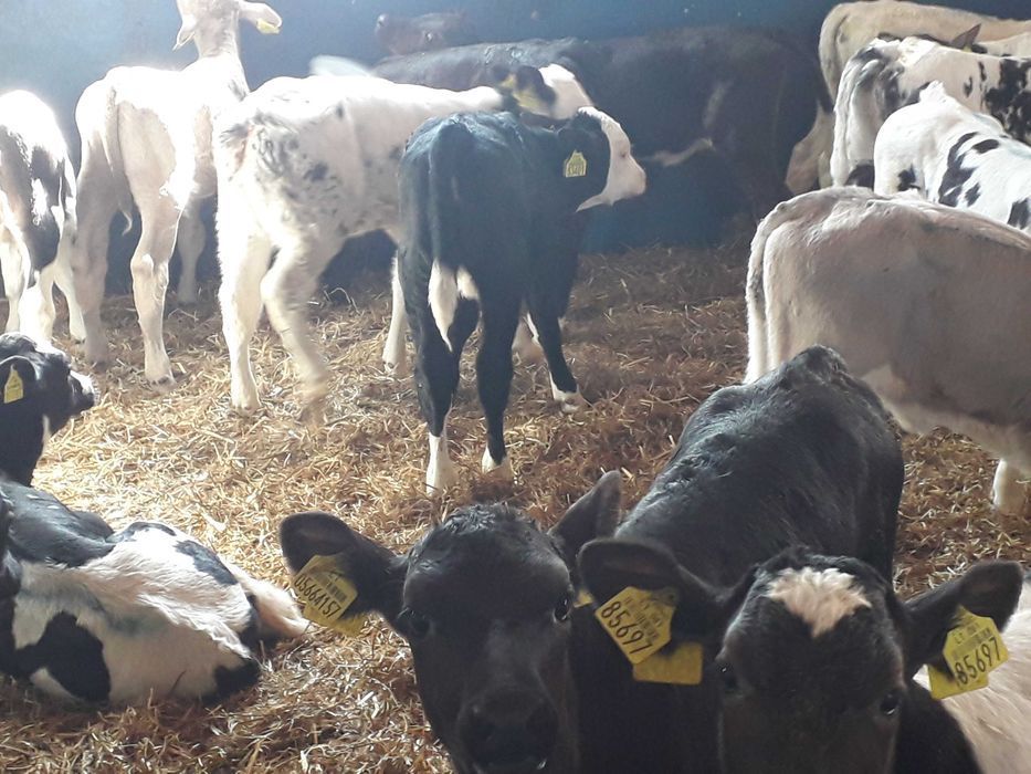 Cielęta, cielaki, byczki oraz jałówki mięsne, MM,MS,HF transport