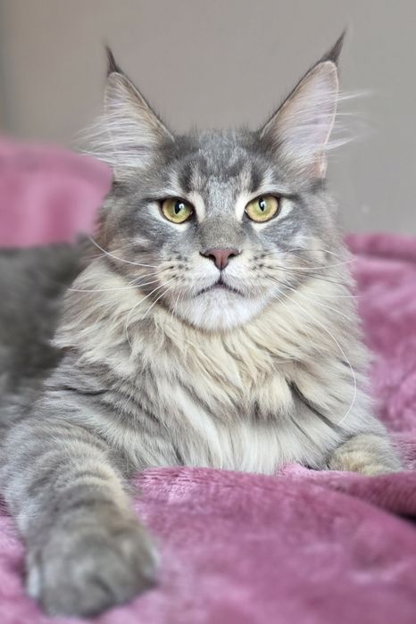 Adopcja kocurek Maine Coon FPL