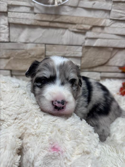 Border collie blue merle suczka niebieskie oczy