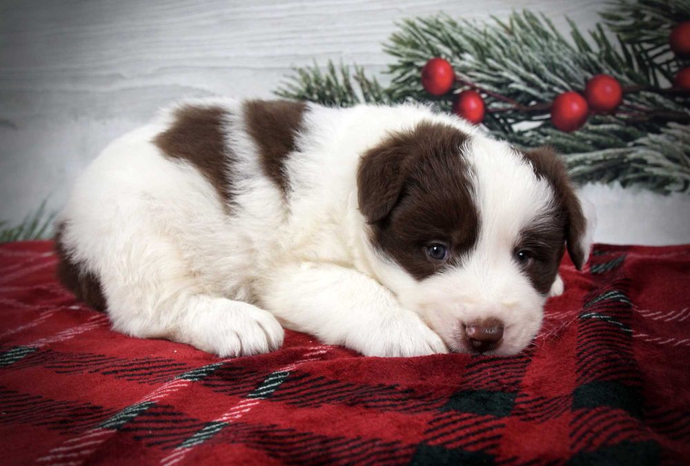 Border collie piesek czekoladowo biały po zdrowych rodzicach