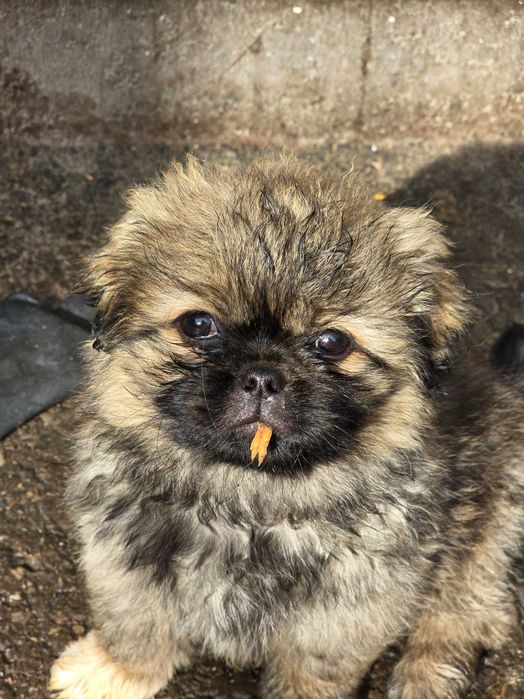 pekinczyk miniaturka czeka na ciebie