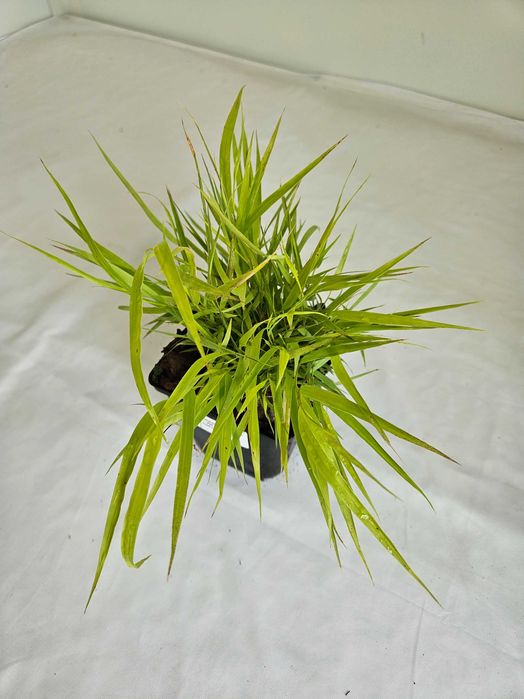 Hakonechloa macra Greenhills 30 cm – ozdobna trawa cieniolubna C2