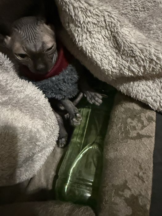 Сфінкс Дельф дівчинка