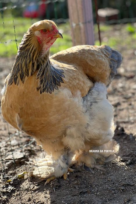 BRAHMA MIL FLORES /SALMÃO / PERDIZ / BUFF / WYANDOTTE PRATA