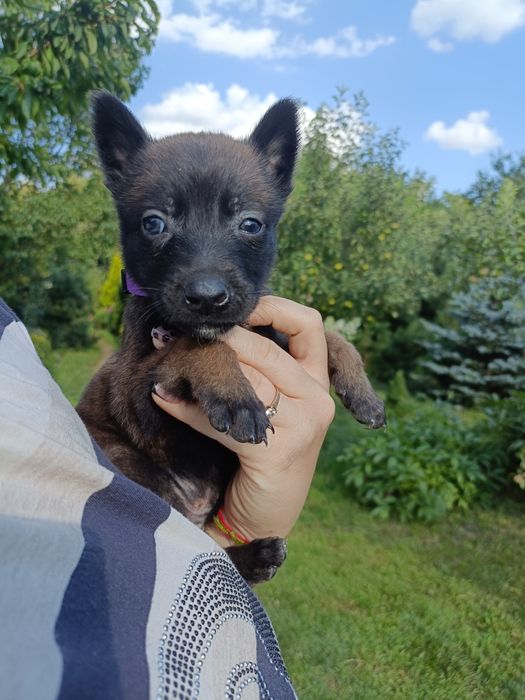 Хлопчик і дівчинка малинуа документи КСУ
