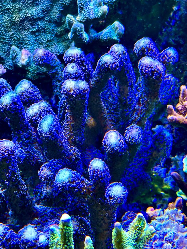 Koralowiec Milka Stylophora Pistillata