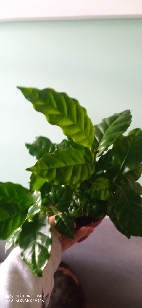 Kawa arabica kwiatek