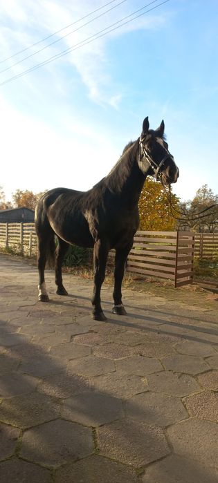 Wałach śląski, ślązak