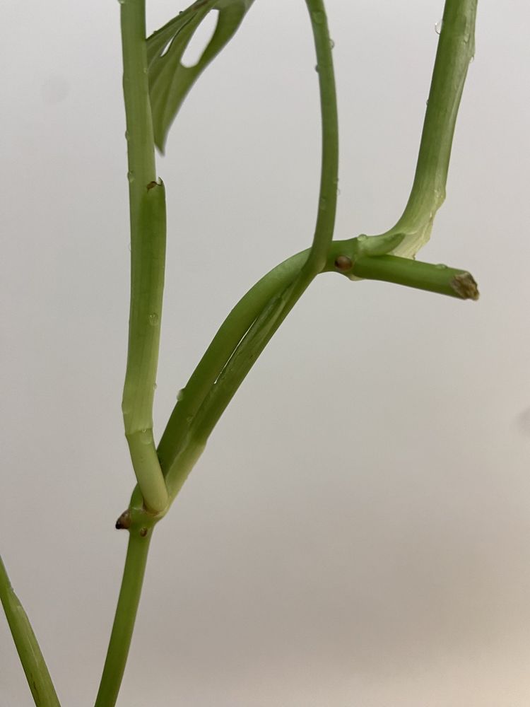 Corte de Monstera Adansonii