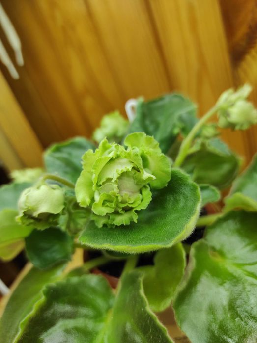 Дітки сортових фіалок, стартери, листочки