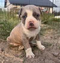 American Pitbull Terier