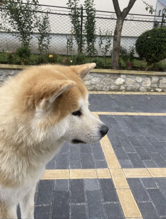 Вʼязка Акіта-іну