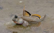 Poskoczki mułowe mułoskoczki poskoczek Periophthalmus chrysospilos