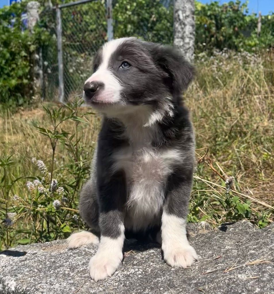 Border Collie fêmea