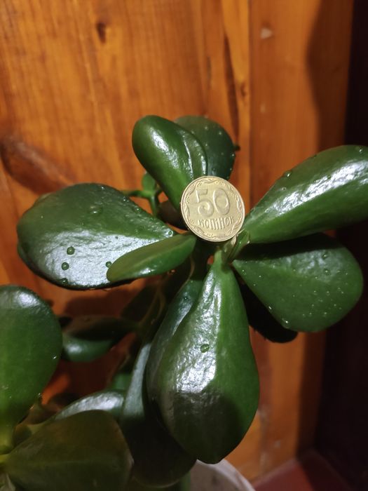 Грошове дерево толстянка