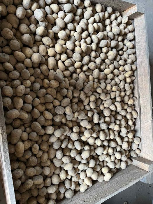 Sprzedam ziemniaki Soraya