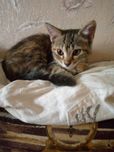В добрые заботливые руки отдам котенка (девочку)