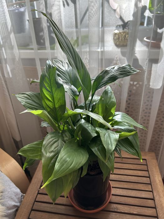 Спатифілум два вазони