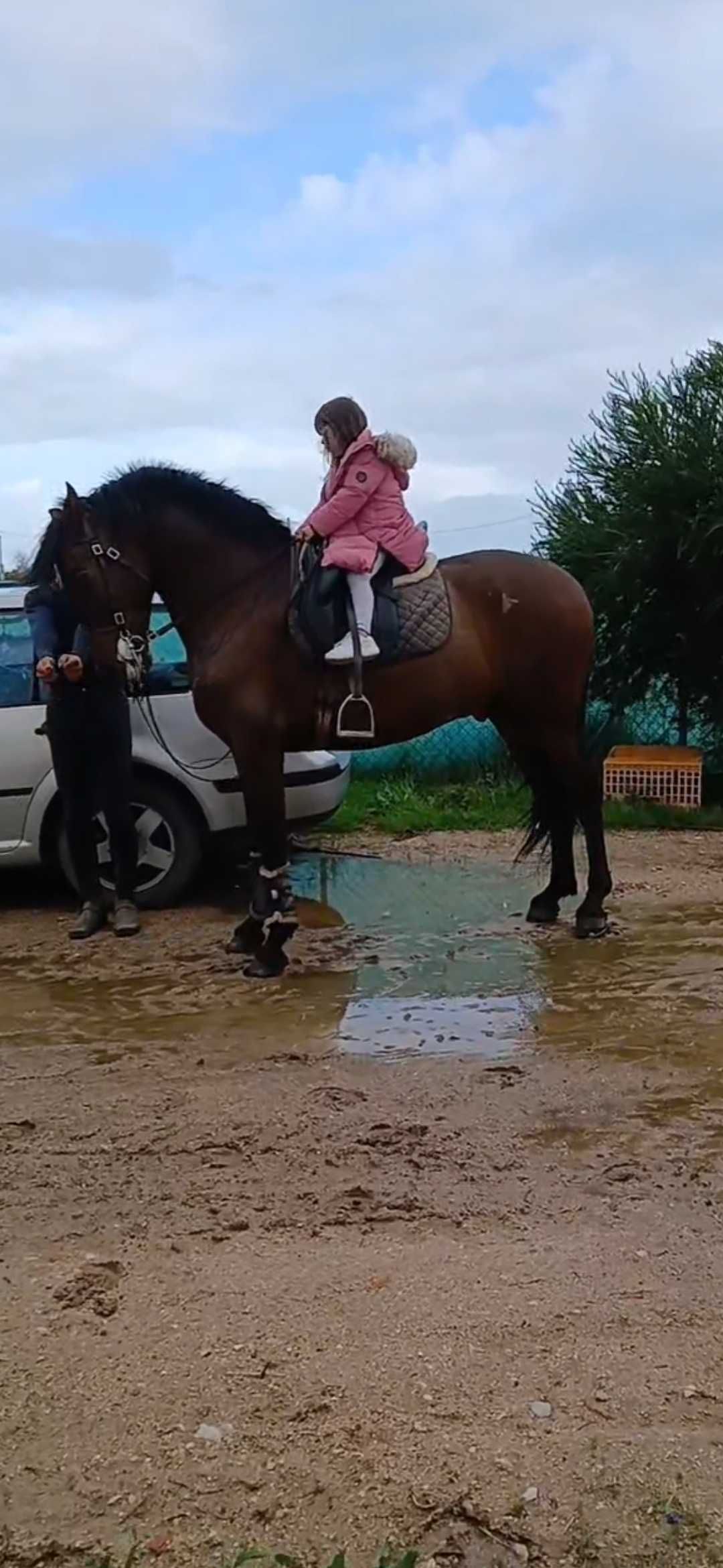 Vende se cavalo com 6 anos de idade