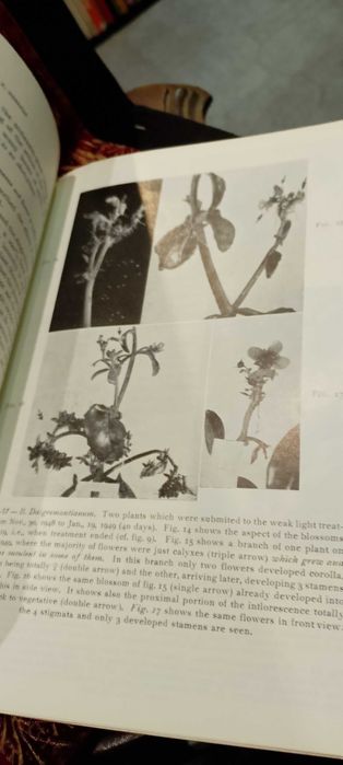 Contribuition to the Physiology of Development  Flower