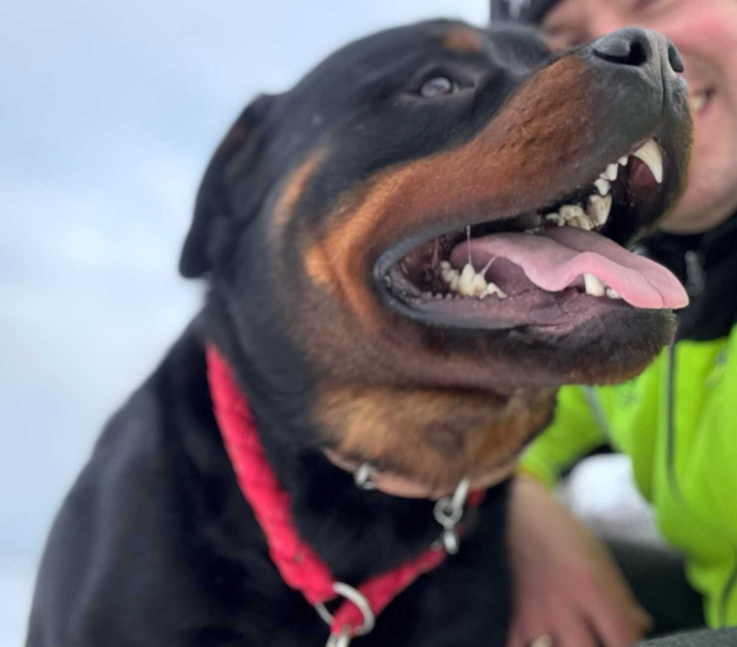 Cooper w typie rottweiler młodziak, typowy przedstawiciel swojej rasy
