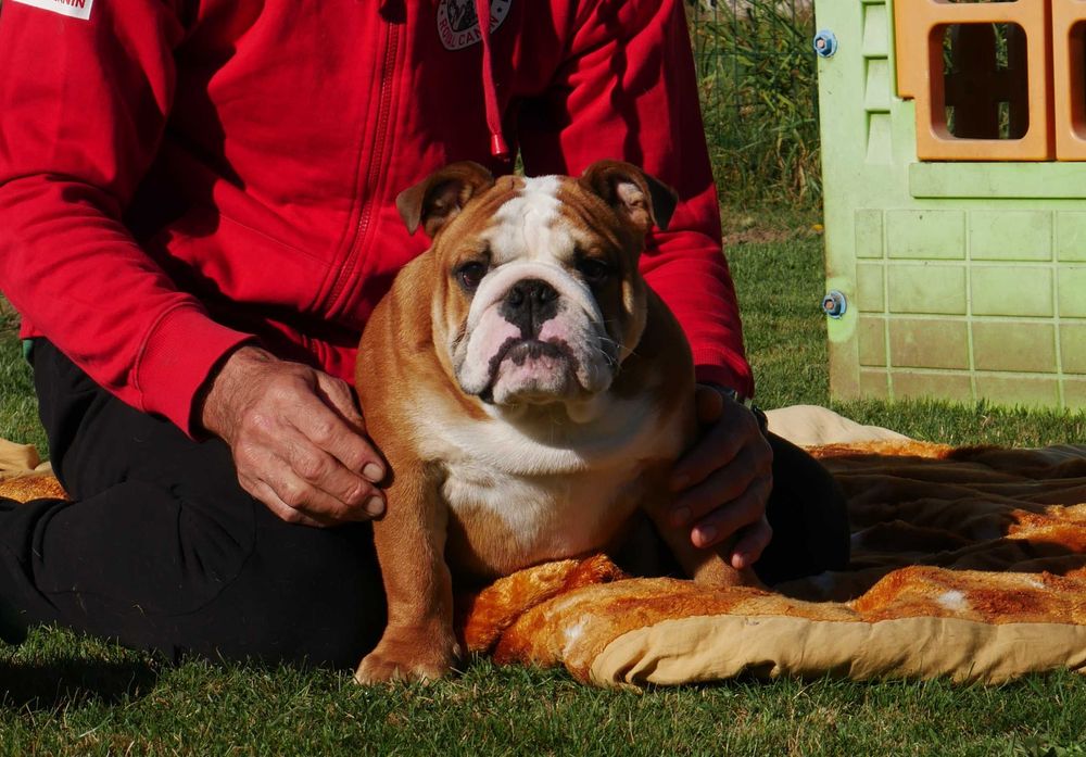 Buldog angielski ZKwP Rodowód Międzynarodowy FCI, piękny piesek SILVIO