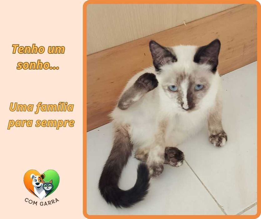 Gatinhos para adoção