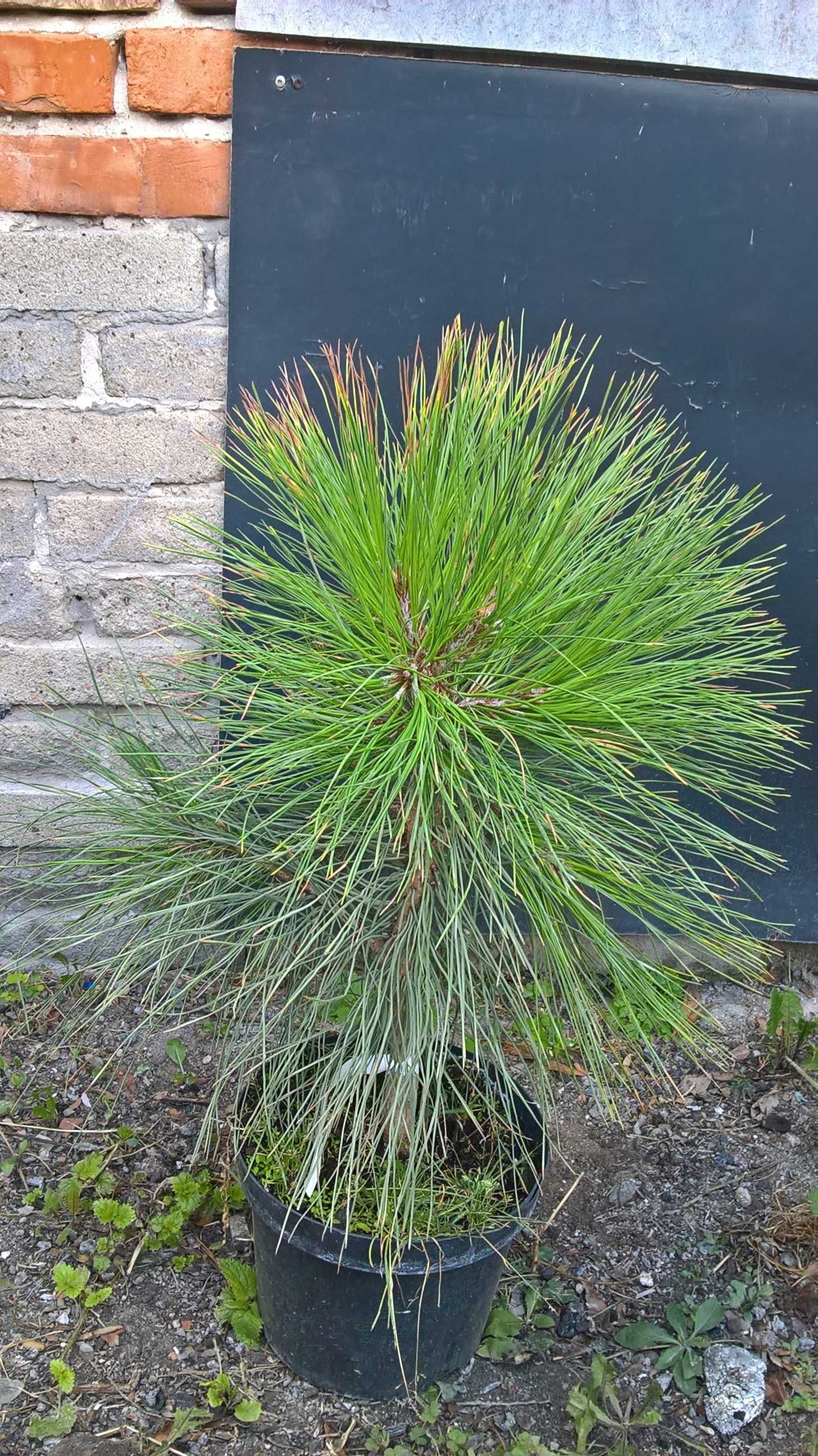 Ogrodowe Bonsai Sosna