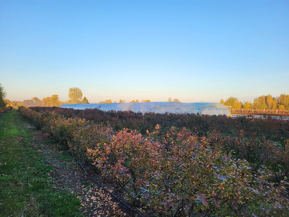 Sprzedam 2.93 ha pole działka hektar