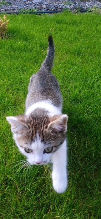 Котята. Три мальчика и одна девочка.