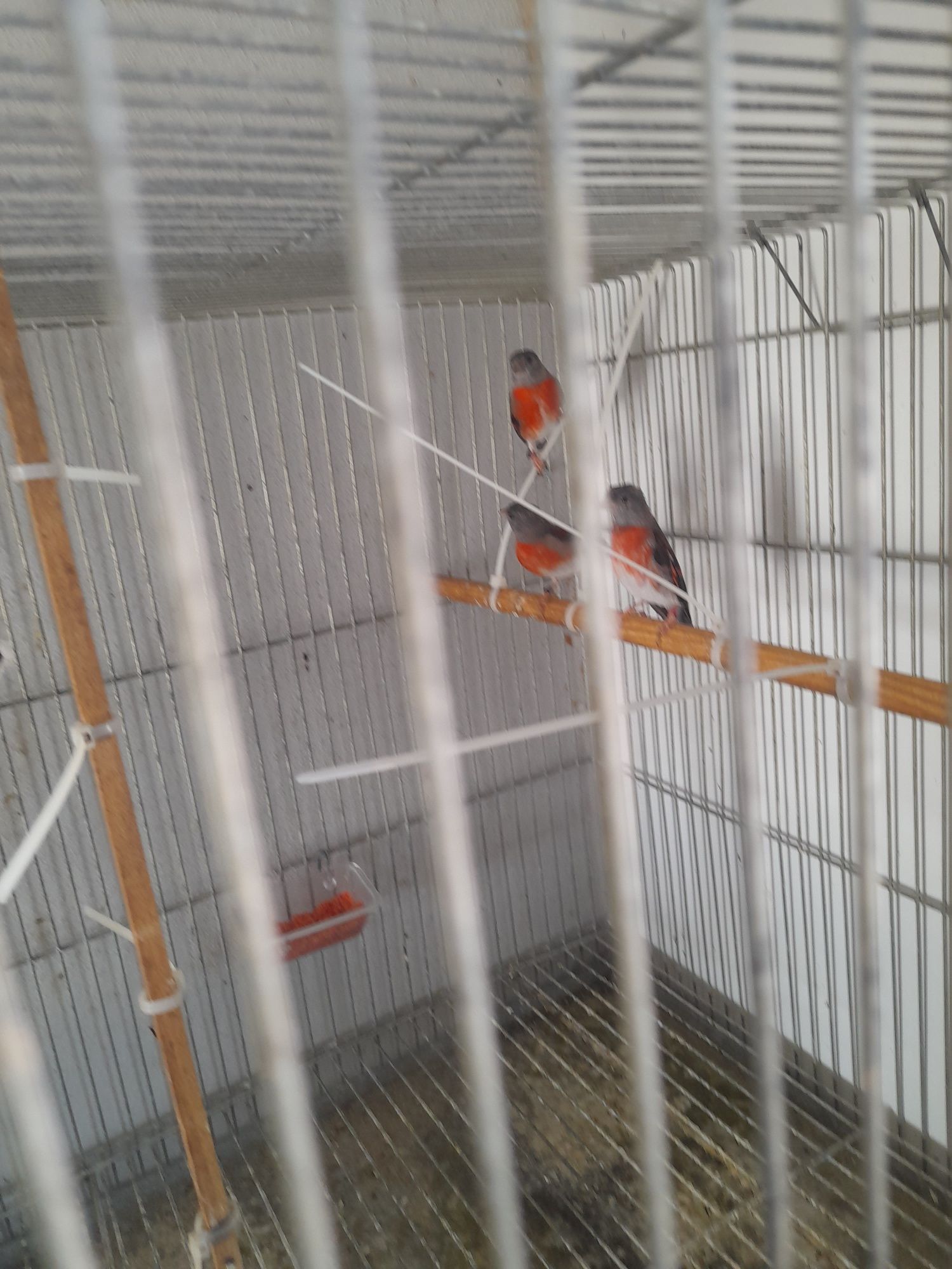 Cardinalitos da Venezuela