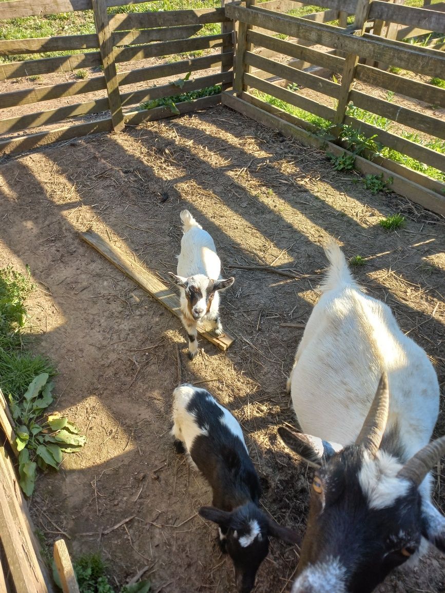 Cabras anas lindas