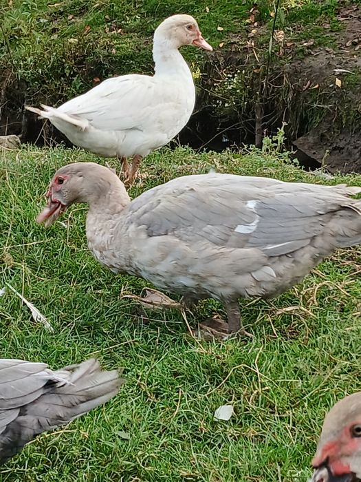 Продам мускусних качок(шипунів)