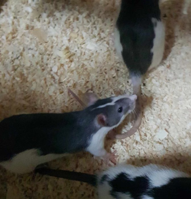 Myszy i szczury, szczur, mysz