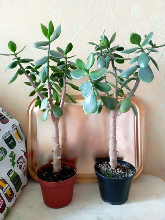 Хавортія, грошове дерево,  кактус, фікус, гібіскус,  молочай,